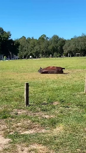 43 reactions · 6 comments | “You’re family here” ️ ️ #horsecamping #equestriancamping #camping #florida #equestrianlife #wec #ocala #horsestagram #ocalahorsecountry #horsesofflorida | Black Horse Resort Ranch | Facebook