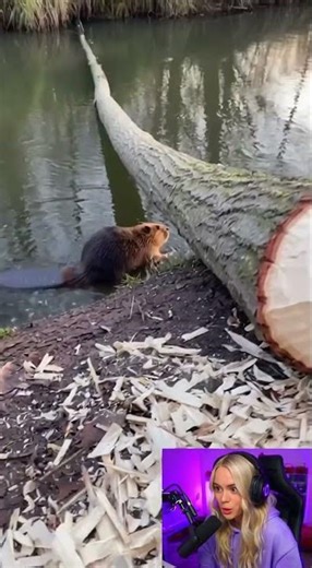 O CASTOR MAIS PERIGOSO DO MUNDO? 😳🦫#castores #animals #animais #natureza #perigo