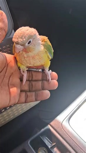 Greencheek Conure: The Talkative Bird Companion