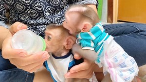 31K views · 968 reactions | So Funny Baby Mano Jealous With His Brother - Smart & Lovely Baby Monkey | Monkey Free | Facebook
