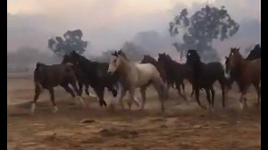 Community comes together to care for evacuated animals from Lilac Fire
