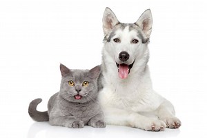 How to Raise a Siberian Husky with Cats: Your Joyful Guide - Active Dog Breeds