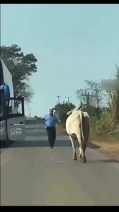 9.2K views · 3K reactions | Large Cow Farming in Australia #cow #animals #farming #reels #fun #viral #trending #shorts | Prashant Verma | Facebook