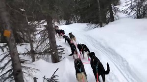 4.6K views · 653 reactions | Iditarod race video number two! The team...