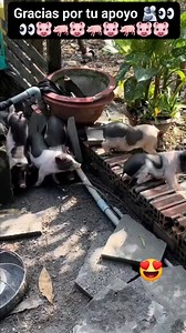 #marranos #cerdos #cochino #chancho #corral @ellos juran que se están escapando 😂😂🥰🥰🫂👀👀🐷🐷🐷 | LUNA en el CAMPO