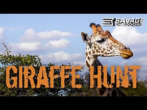 Giraffe Hunting in Namibia