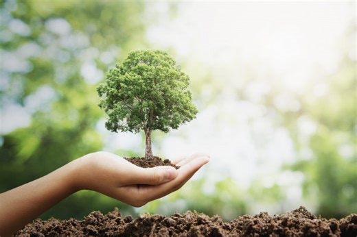 Greenpop Shares 4 Ways to Make Planting Trees Count