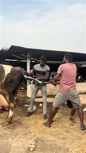 Today dystocia(Delivery) #Femalecalf #Calfalive Journey from being afraid to learning hands-on🫠❣️