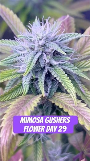 Mimosa Gushers Strain Flower Day 29 XXL LST Scrog #420 #seedtoharvest #crazybud