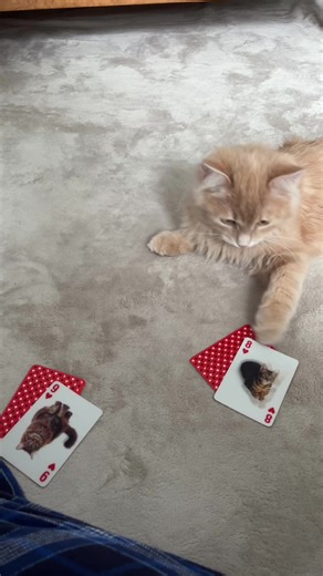 garlic bread gets addicted to gambling