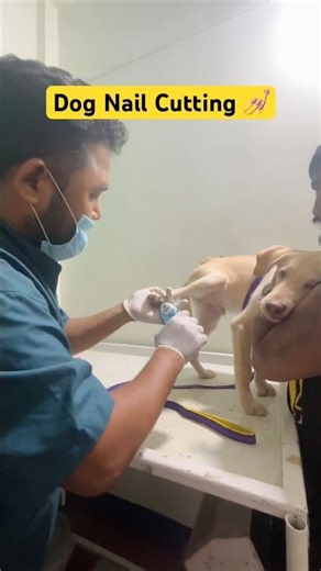 Dog nail cutting || how to trimmed dog nail at home || #dognails #dognailcutting #dognail