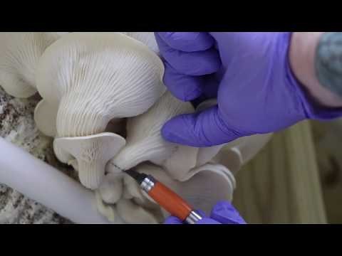 How to Make a Spore Syringe - for Lion's Mane, Reishi or Oyster Mushrooms with Mossy Creek Mushrooms