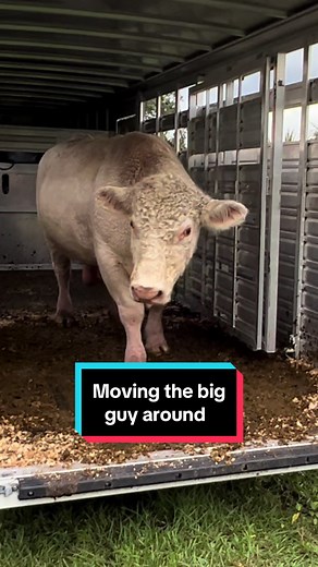 Brought the big charolais to our new lease to rest. Going to use him for our clean up bull for the 2 cows we just AI’d. #fyp #showcattle #bulls #cows #charolais #keepinitcountry #artificialinsemination