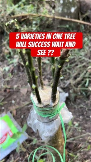 Mango grafting you can try at home / 5 varieties in one tree