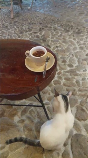Cat the coffee caffeine 4km (WHAT Happens When Cats Drink COFFEE in 4K)