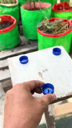 DIY Plant Pots from Plastic Bottles – Simple Recycling Idea 🌱♻️