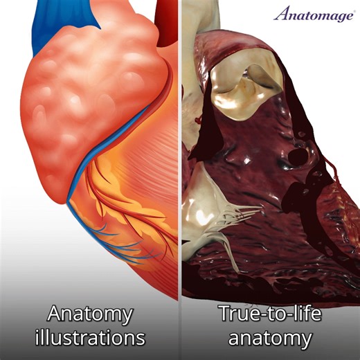4.4K views · 23 reactions | 變 From Textbook to Tech 變 Watch the heart transform — from traditional anatomy illustrations to lifelike 3D on the Anatomage Table. This is how med ed evolves: more depth, more detail, more real. To learn more visit: https://anatomage.com/ #Anatomage #HeartAnatomy #MedicalEducation #TrueToLifeAnatomy #FutureOfLearning | Anatomage | Facebook