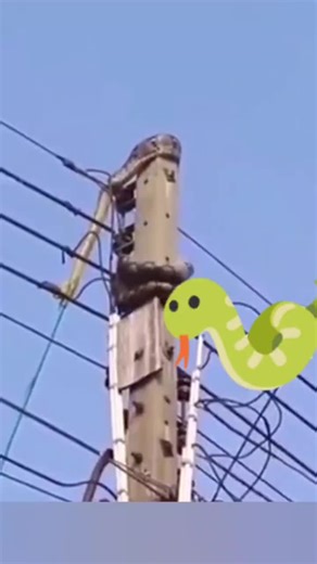 Snake on Electrical Wires: A Dangerous Encounter