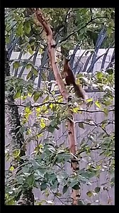squirrel looking for food #shorts #animals #nature