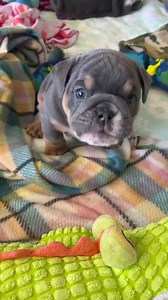 So Cute 😍😘💙 | Bulldog Lovers