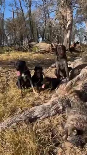 #jagdterrier #deutchjagdterrierr #deutscherjagdterrier #germanhuntingterrier #huntingterrier #workingterrier #germanwirehairedpointer #germanwiredhairpointer #germanwirehair #huntingdog | Briarwoods GunDogs