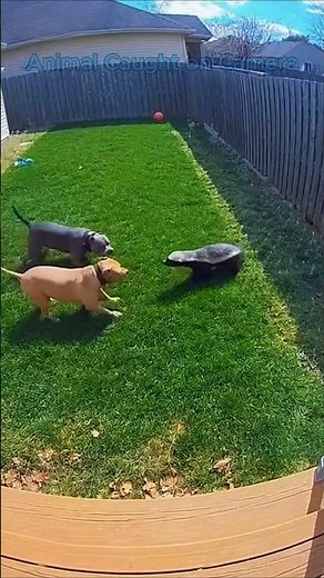 Stubborn Honey Badger vs Two Fierce Pit Bulls! #shorts