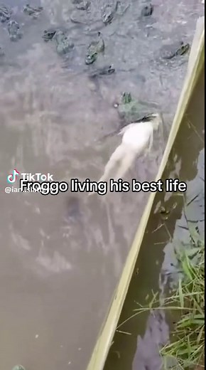 Frog Swimming: The Backstroke Mastery