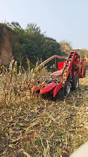 Turning hard work into harvest — every corn counts 🌽💪🚜 #CornHarvest #FarmLife #Agriculture #HardWorkPaysOff #ModernFarming | Agriculture Tips