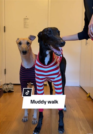 Cleansing My Greyhound's Paws After a Muddy Walk