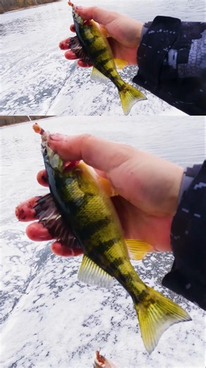 Easiest way to catch spring Perch