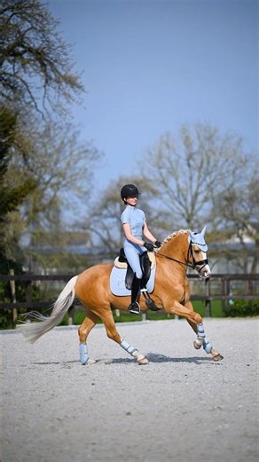 This dressage mood 🩵#equestrian #ponylove #dressur