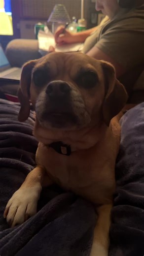 Just a puggle, playing with my human! #pugglesoftiktok #dogsoftiktok #dogs #fyp