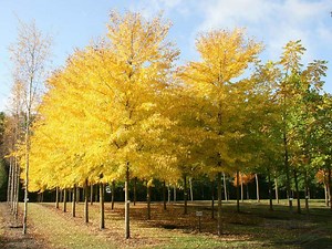 Ulmus 'Sapporo Autumn Gold' - Alchetron, the free social encyclopedia