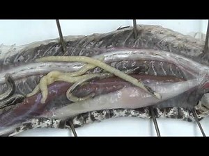 Pentastome Parasites in Dead Rattlesnake