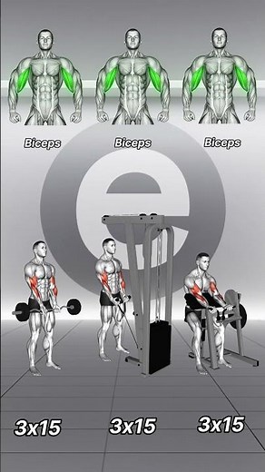 Top 3 Bicep Exercises to Do at the Gym 💥