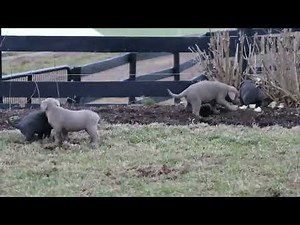 Labrador Retriever Puppies For Sale