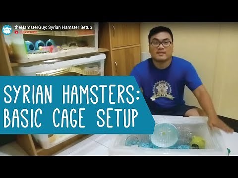 Syrian Hamster: Basic Cage Setup