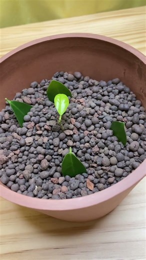 ガジュマルの葉を土に刺して育てる実験 コメントで教えてもらった 観葉植物の日常