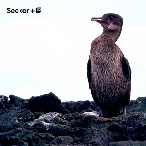 458K views · 1.1K reactions | Watch this deep-diving bird snatch a meal off the side of the world's largest fish. | Seeker by The Verge | Facebook