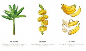 Visite du musée de la banane : horaires, accès, tarif et avis