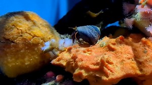 Hermit Crab, Shell, Nature. Free Stock Video