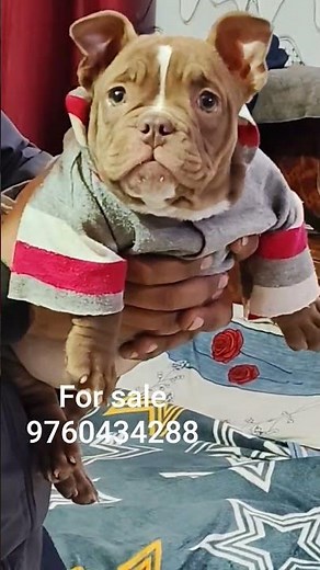 Super quality chocolate am bully female|micro size ye quality nhi milegi|#microamericanbull#quality🐶