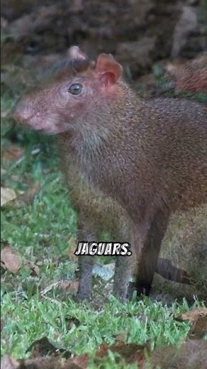 Facts about Agouti #agouti