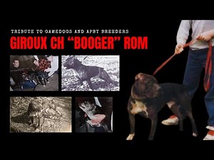 Tribute to Giroux CH Bo0ger ROM 🐕 Pit Bull Game Dog Legend