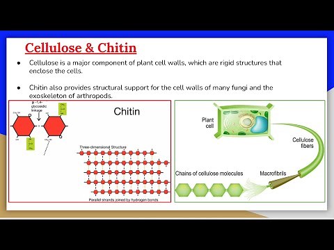 Carbohydrates 7: Cellulose and Chitin