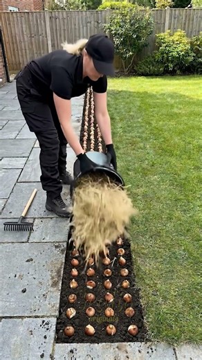 Backyard Trench Transformed Into Stunning Tulip Garden