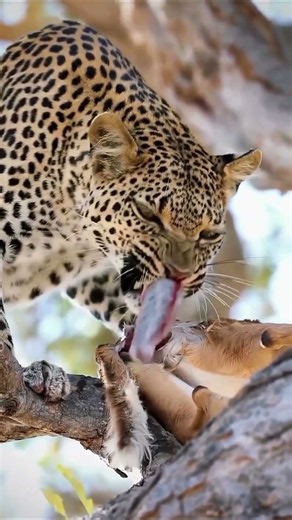 Unbelievable! Leopard Cleans Out it's Prey's Intestine Before Eating.