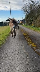 224K views · 10K reactions | Here’s comes George our super happy jumping donkey in slow motion | Caenhill Countryside Centre | Facebook