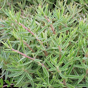 Sedum lineare f. variegatum - Carpet Sedum [exclusive]