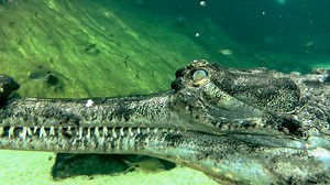 What makes gharials the most misunderstood crocodilians on the planet